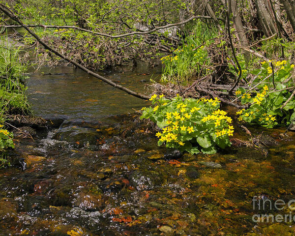 Cook's Run Poster featuring the photograph Brook trout country by Dan Hefle