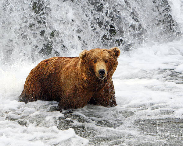 Bear Poster featuring the photograph Brown Bear Jacuzzi by Bill Singleton