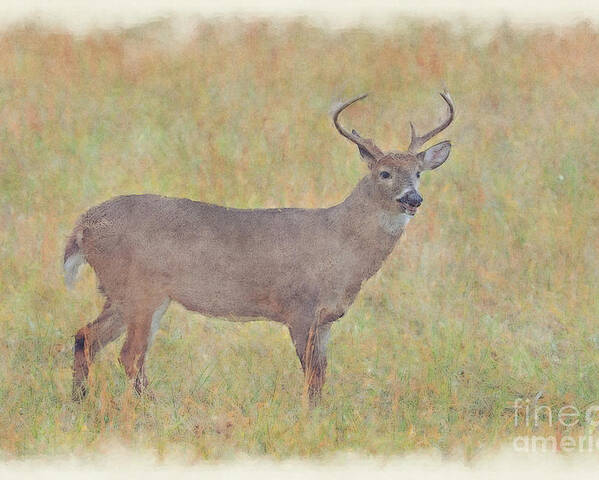 Whitetail Deer Poster featuring the photograph Buck in field by Dan Friend