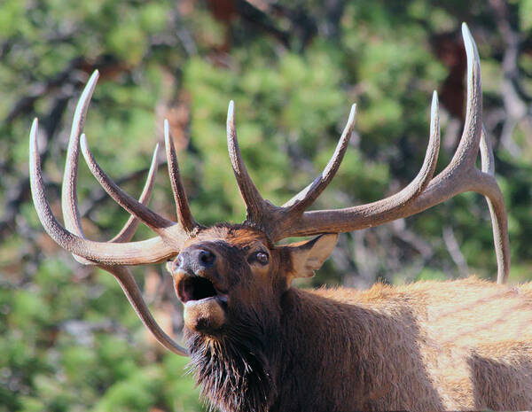 Elk Poster featuring the photograph Bugling Bull by Shane Bechler