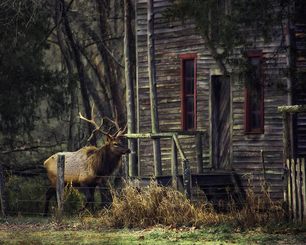 Bull Elk Poster featuring the photograph Bull Elk by the Old Boxley Mill by Michael Dougherty