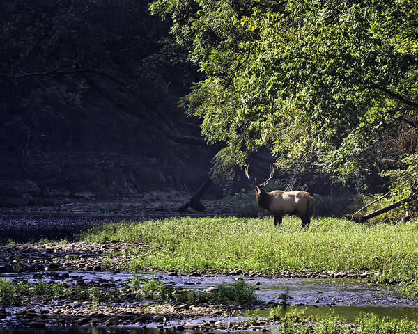 Bull Elk Poster featuring the photograph Bull Elk Near Ponca Access by Michael Dougherty