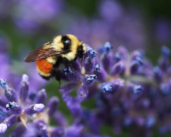 Bee Poster featuring the photograph Bumblebee on Lavender by Rona Black
