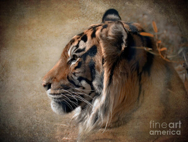 Tiger Poster featuring the photograph Burning Bright by Betty LaRue