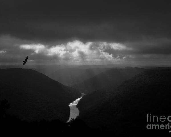 Buzzard Poster featuring the photograph Buzzard flying in gorge by Dan Friend