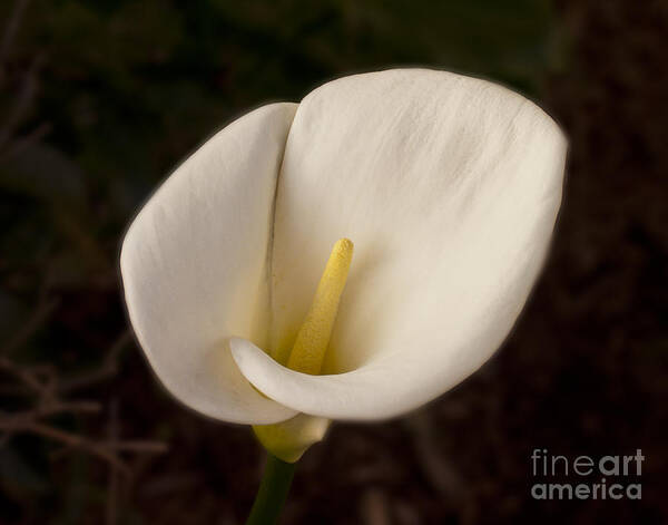 Lilly Poster featuring the photograph Calla Lilly 1 by David Doucot
