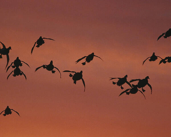 Feb0514 Poster featuring the photograph Canvasbacks Landing At Sunrise by Tom Vezo