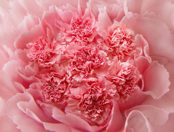 Pink Carnations Poster featuring the photograph Carnations by Marina Kojukhova