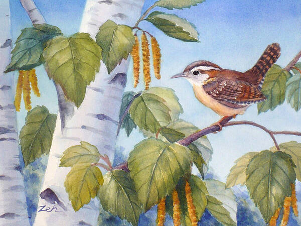 Carolina Wren Painting Poster featuring the painting Carolina Wren in a Birch Tree by Janet Zeh