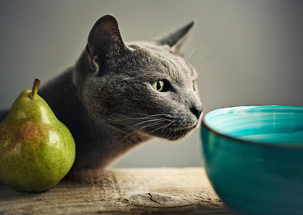 Cat Poster featuring the photograph Cat and Pears by Nailia Schwarz