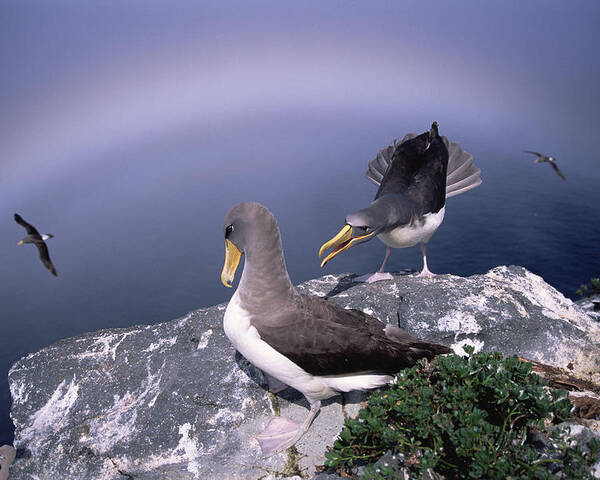 Feb0514 Poster featuring the photograph Chatham Albatross Pair On Cliff Chatham by Tui De Roy