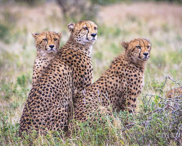 Kruger Poster featuring the photograph Cheetah Family by Jennifer Ludlum