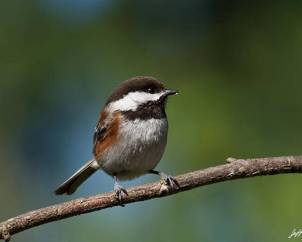 Animal Poster featuring the photograph Chestnut Backed Chickadee Perched on a Branch by Jeff Goulden