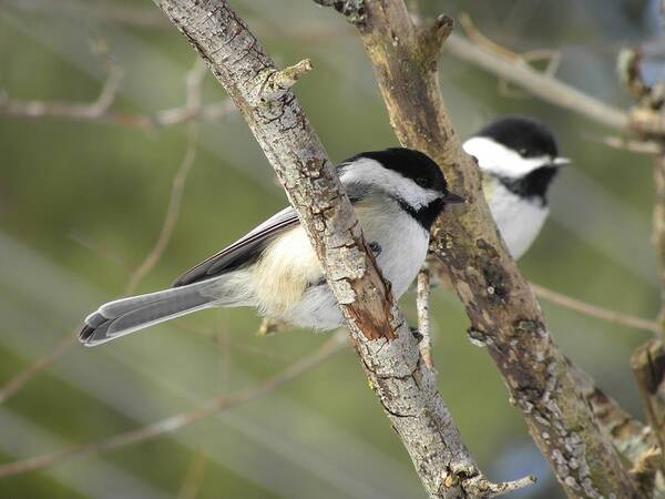 Chickadee Poster featuring the photograph Chickadee Double by Peggy McDonald