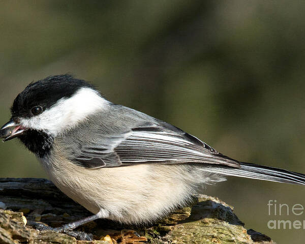 Tongue Poster featuring the photograph Chickadee with prize by Cheryl Baxter