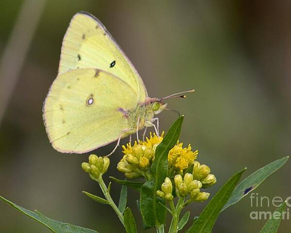 Wildlife Poster featuring the photograph Clouded Sulphur by Randy Bodkins