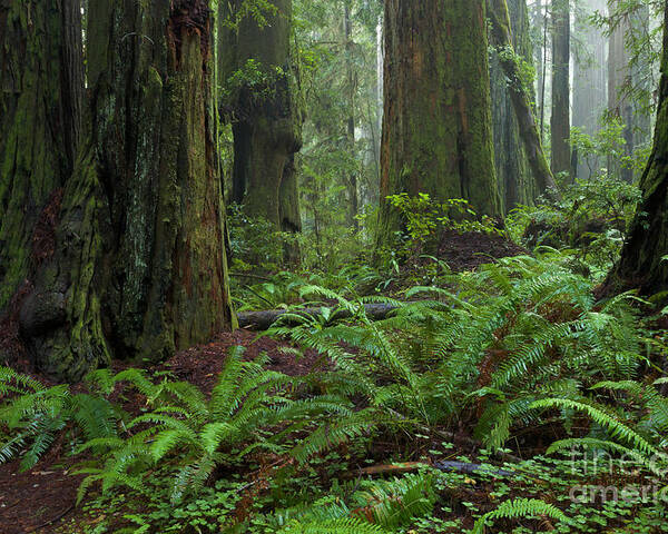 00559270 Poster featuring the photograph Coast Redwoods And Ferns In Redwood by Yva Momatiuk and John Eastcott