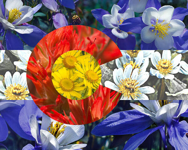 Colorado Poster featuring the photograph Colorado State Flag with Wildflower Textures by Aaron Spong