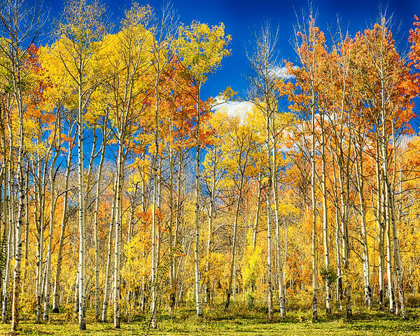 Aspen Poster featuring the photograph Colorful Colorado Autumn Aspen Trees by James BO Insogna