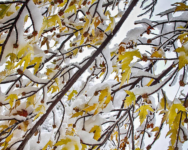 Tree Poster featuring the photograph Colorful Maple Tree Branches In The Snow 3 by James BO Insogna