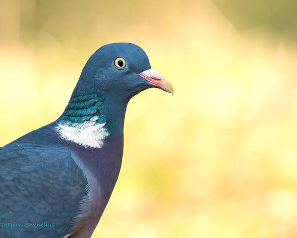 Common Wood Pigeon Poster featuring the photograph Common Wood Pigeon by Torbjorn Swenelius