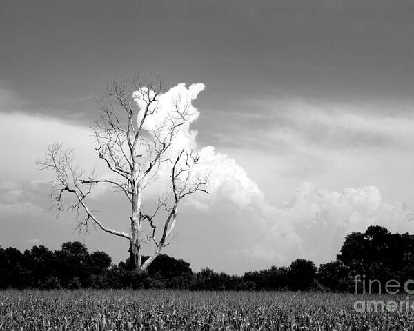 Tree Poster featuring the photograph Cotton Candy Tree - Clarksdale Mississippi by T Lowry Wilson