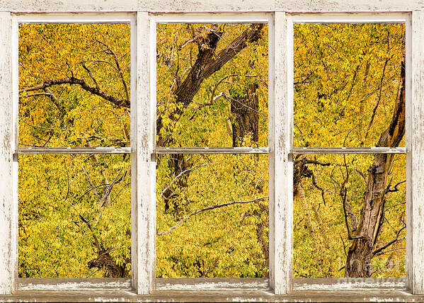 Window Poster featuring the photograph Cottonwood Fall Foliage Colors Rustic Farm Window View by James BO Insogna