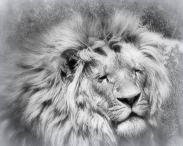 Lion Poster featuring the photograph Courage by Karen Shackles