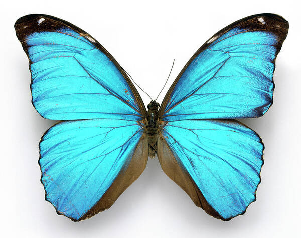 Cramer's Blue Butterfly Poster featuring the photograph Cramer's Blue Butterfly by Natural History Museum, London/science Photo Library