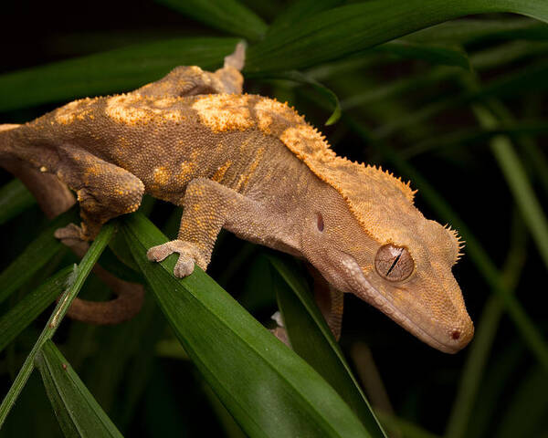 New Caledonian Crested Gecko Poster featuring the photograph Crested Gecko Rhacodactylus Ciliatus by David Kenny