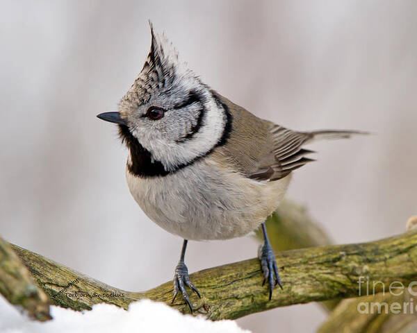 Crested Tit Poster featuring the photograph Crested by Torbjorn Swenelius