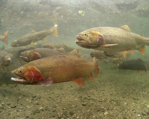 Feb0514 Poster featuring the photograph Cutthroat Trout In The Spring Idaho by Michael Quinton