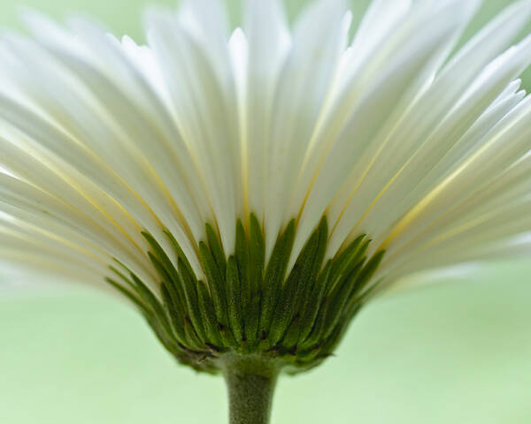 Asteraceae Poster featuring the photograph Daisy Sweetness by Christi Kraft