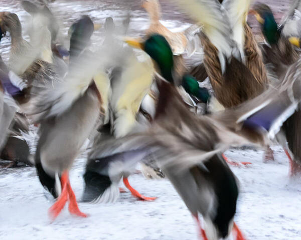 Mallards Poster featuring the photograph Dancing Ducks by Holden The Moment