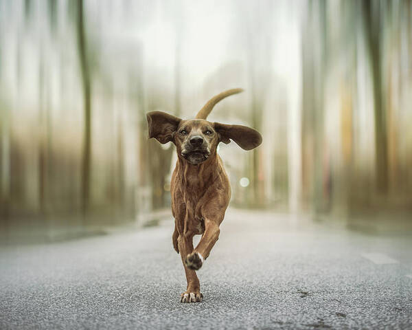 Dogs Poster featuring the photograph Dancing In The Streets by Heike Willers