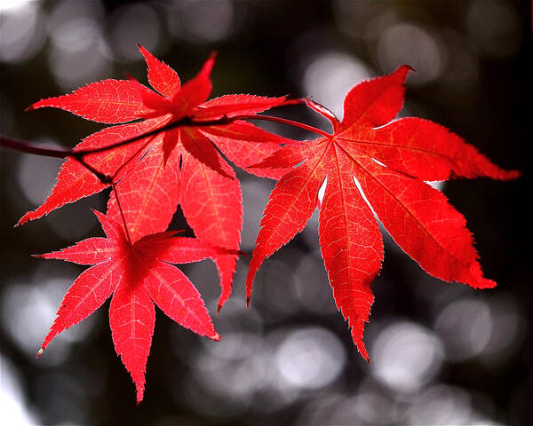 Maple Leaves Poster featuring the photograph Dancing Japanese Maple by Rona Black