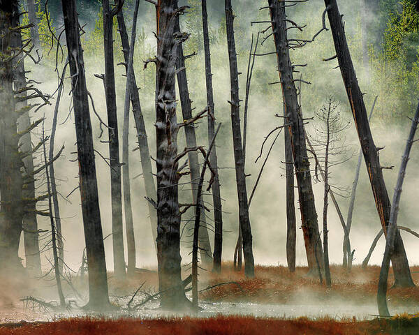 Landscape Poster featuring the photograph Dead Wood by Jure Kravanja