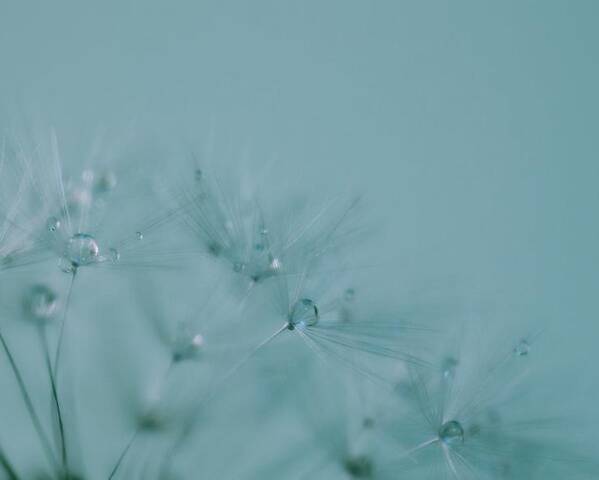 Dandelion Poster featuring the photograph Dew Drops on Dandelion Seeds by Marianna Mills