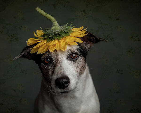 Dogs Poster featuring the photograph Does She Realize She Looks Like A Sunflower.... by Heike Willers