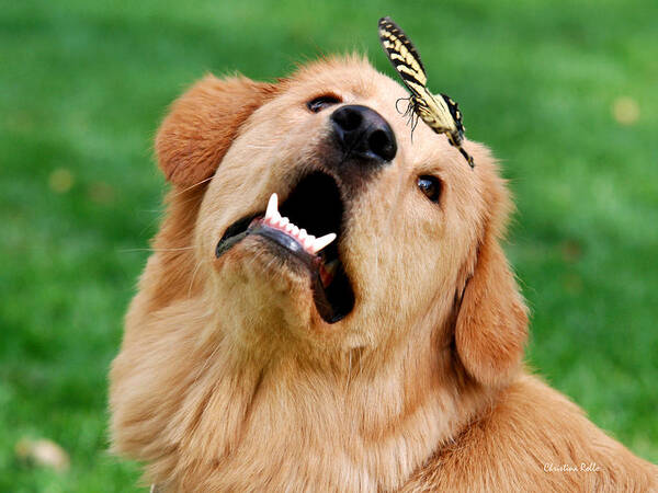 Dog Poster featuring the photograph Dog And Butterfly by Christina Rollo