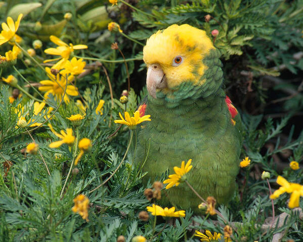Amazon Parrot Poster featuring the photograph Double Yellow Headed Parrot by Craig K. Lorenz