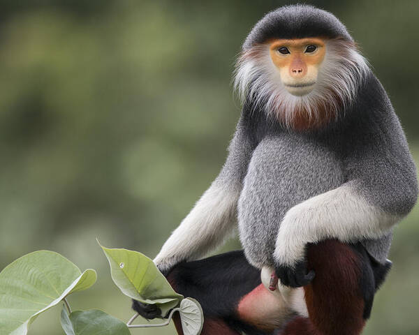 Cyril Ruoso Poster featuring the photograph Douc Langur Male Vietnam by Cyril Ruoso