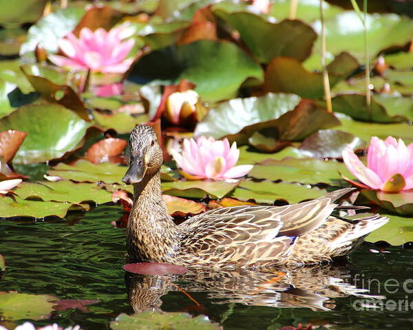 Lilies Poster featuring the photograph Duck in the Water Lilies by Amanda Mohler