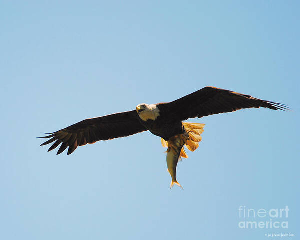Adult Eagle Poster featuring the photograph Eagle Bringing in Fish 2 by Jai Johnson