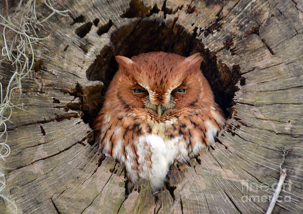 Owl Poster featuring the photograph Eastern Screech Owl by Kathy Baccari