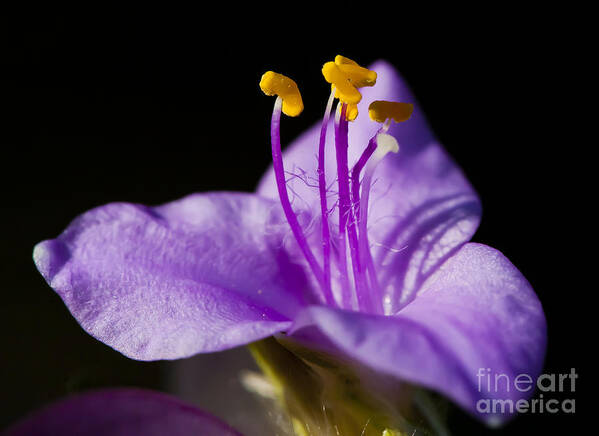 Purple Flower Poster featuring the photograph Electric Stamen by Dan Hefle