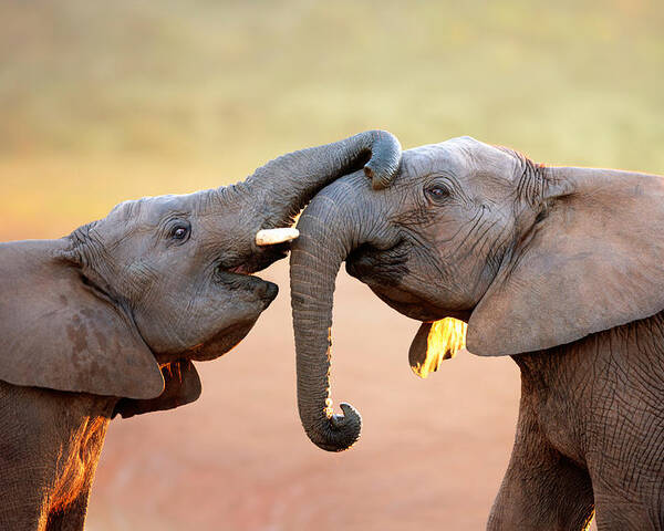 Elephant Poster featuring the photograph Elephants touching each other by Johan Swanepoel
