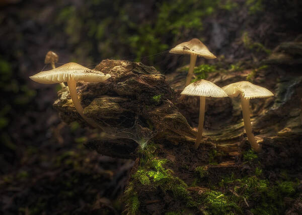 Mushrooms Poster featuring the photograph Enchanted Forest by Scott Norris