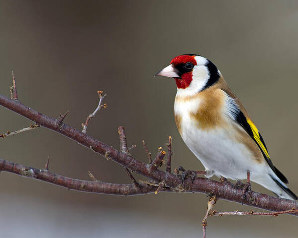 Goldfinch Poster featuring the photograph European Goldfinch by Torbjorn Swenelius