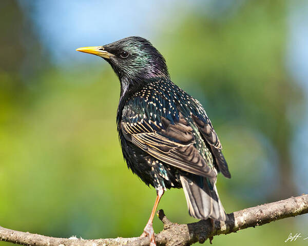 Animal Poster featuring the photograph European Starling in a Tree by Jeff Goulden
